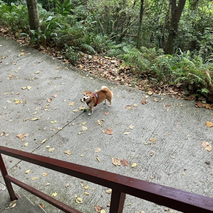 台湾